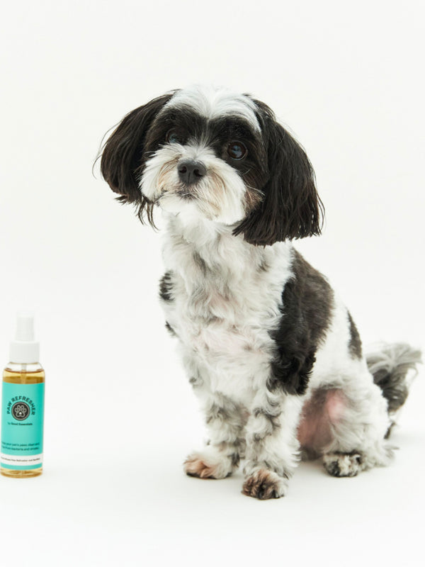 Paw Refresher